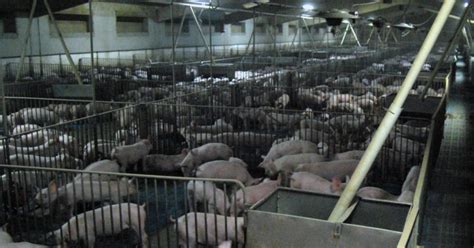 factory hog farming the big picture